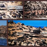  Seals on islands close to Dyer Island